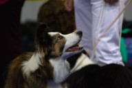 Prague Dog Expo