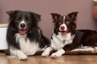 Prague Dog Expo