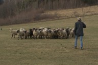 Naše první pasení ovcí