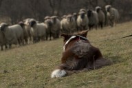 Naše první pasení ovcí